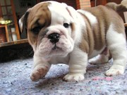 Two Affectionate English Bulldog Puppies Needs A Good Home